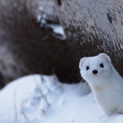 Winter Wildlife Track + Sign